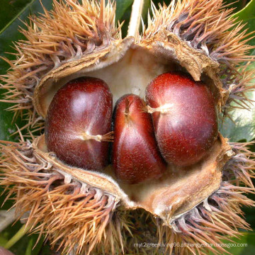 Exportação 60-80PCS / Kg New Crop Chestnut